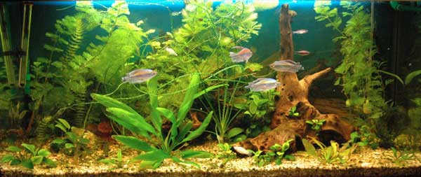 живые аквариумные растения