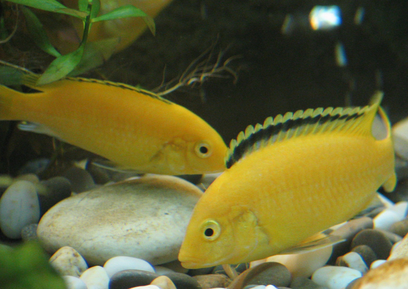 Labidochromis caeruleus