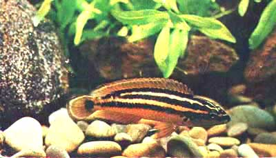 Меланохромис золотой (Melanochromis aurafus)