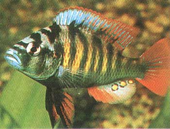 Haplochromis ishmaeli 