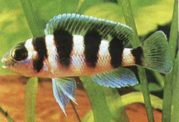   (Neolamprologus tretocephalus)