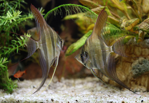 Альтумы Pterophyllum altum