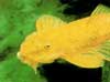 �������� ����������� ���