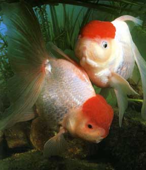 золотая рыбка красная шапочка