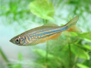   (Danio devario)