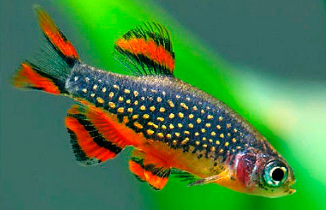    (Danio margaritatus, Celestichthys margaritatus, Microrasbora sp. Galaxy)