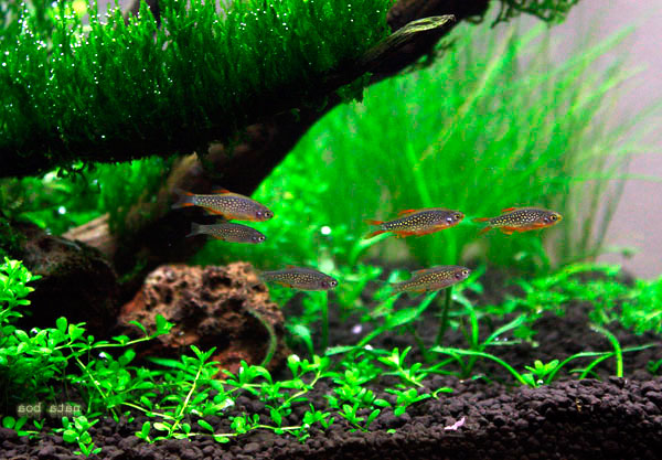 Микрорасбора Галактика (Danio margaritatus, Celestichthys margaritatus, Microrasbora sp. «Galaxy»)