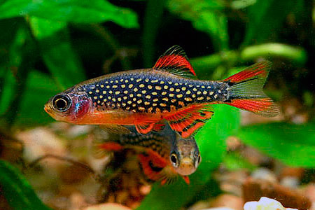    (Danio margaritatus, Celestichthys margaritatus, Microrasbora sp. Galaxy)