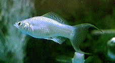 Fishka