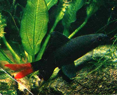   (Labio bicolor)