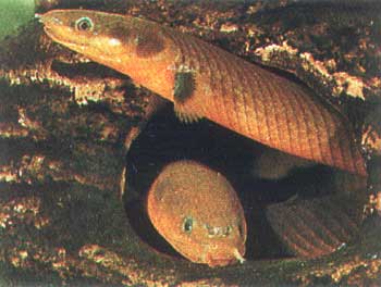   (-)  Calamoichthys calabaricus 