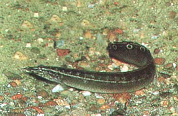   (Macrognathus aculeatus)