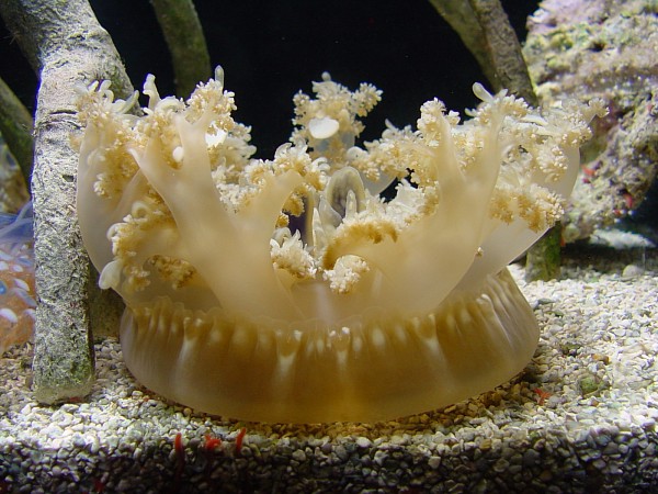 Медузы в аквариуме кассиопея