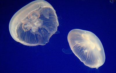 Медузы в аквариуме аурелия
