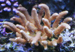 коралл синулярия