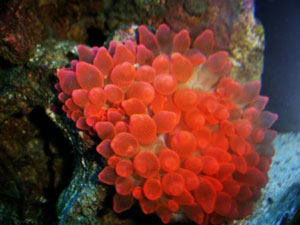красная пузырчатая актиния