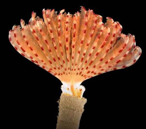 TUBE WORM -WHITE BISPIRA SPECIES 