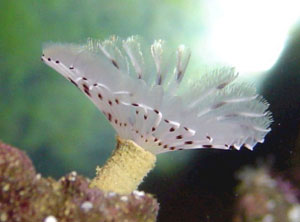 TUBE WORM - RED/WHITE BISPIRA SPECIES 