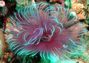 TUBE WORM -ORANGE BISPIRA SPECIES 