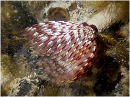 TUBE WORM -ASSORTED SABELLASTARTE INDICA