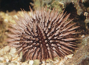 URCHIN - BLACK - SHORT ECHINOMETRA SPECIES 