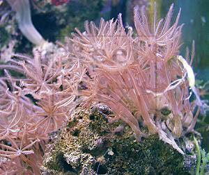 HAIRY LONG POLYPS ANTHELIA SPECIES 