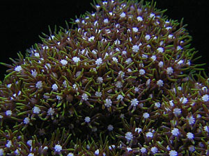 STAR POLYPS - BROWN PACHYCLAVULARIA SPECIES