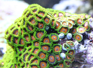 красно-зеленый зоантус коралл