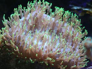 HAIRY MUSHROOM RHODACTIS INDOSINENSIS