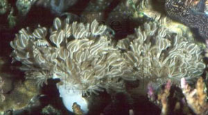 коралл ксения
