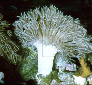 SUN FLOWER XENIA XENIA SPECIES