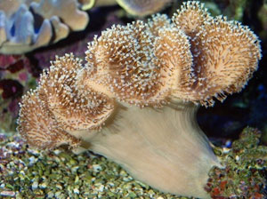 LEATHER SPONGE MUSHROOM SARCOPHYTON TENUISPICULATUM