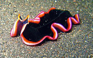 FLAT SLUG -COLOR PSEUDOBICEROS SPECIES