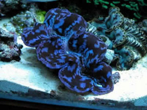 TRIDACNA SQUAMOSA