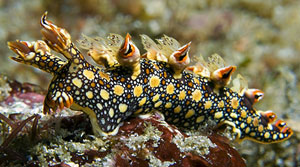 FINGER FEELER SLUG BORNELLA SPECIES 