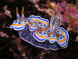 POM POM TAIL SLUG CHROMODORIS SPECIES 