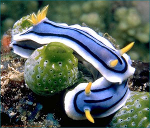 POM POM TAIL SLUG CHROMODORIS SPECIES 