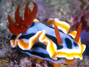 POM POM TAIL SLUG CHROMODORIS SPECIES 