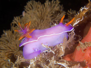 POM POM TAIL SLUG- PURPLE HYPSELODORIS BULLOCKII 