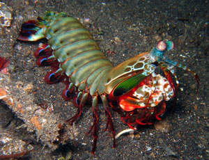 PEACOCK MANTIS SHRIMP ODONTODACTYLUS SCYLLARUS 