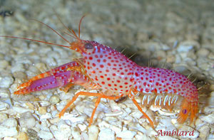 RED REEF LOBSTER ENOPLOMENTOPUS SPECIES 