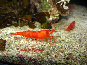 SUNLIGHT RED SHRIMP PARHIPPOLYTE UVEAE 