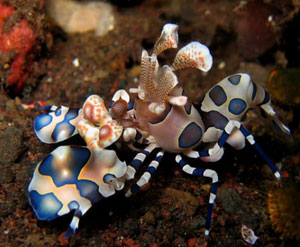 HARLEQUIN SHRIMP HYMENOCERA ELEGANS