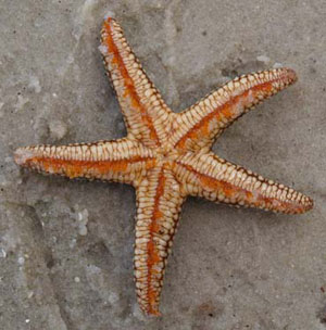 SPOTTED STARFISH NARDOA SPECIES