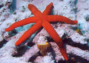 ORANGE STARFISH ECHINASTER SPECIES 