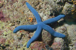 BLUE STARFISH -XL LINCKIA LAEVIGATA 