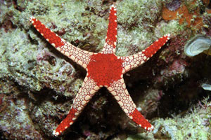 ORANGE NECKLACE STARFISH FROMIA SPECIES 