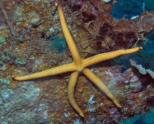 SPOTTED STARFISH NARDOA SPECIES 