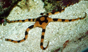 ZEBRA SERPENT STARFISH OPHIOLEPIS SUPERBA 