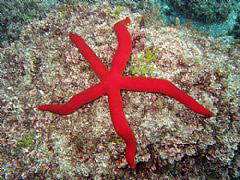 ORANGE STARFISH ECHINASTER SPECIES 